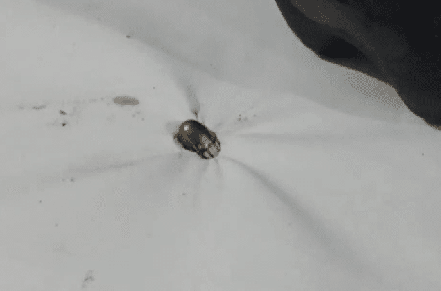 bala perdida angostura