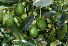 hojas aguacate