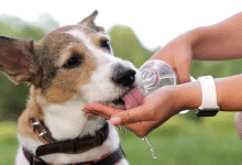 deshidratación perritos