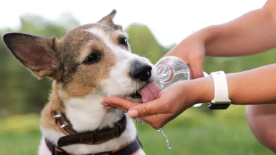 deshidratación perritos