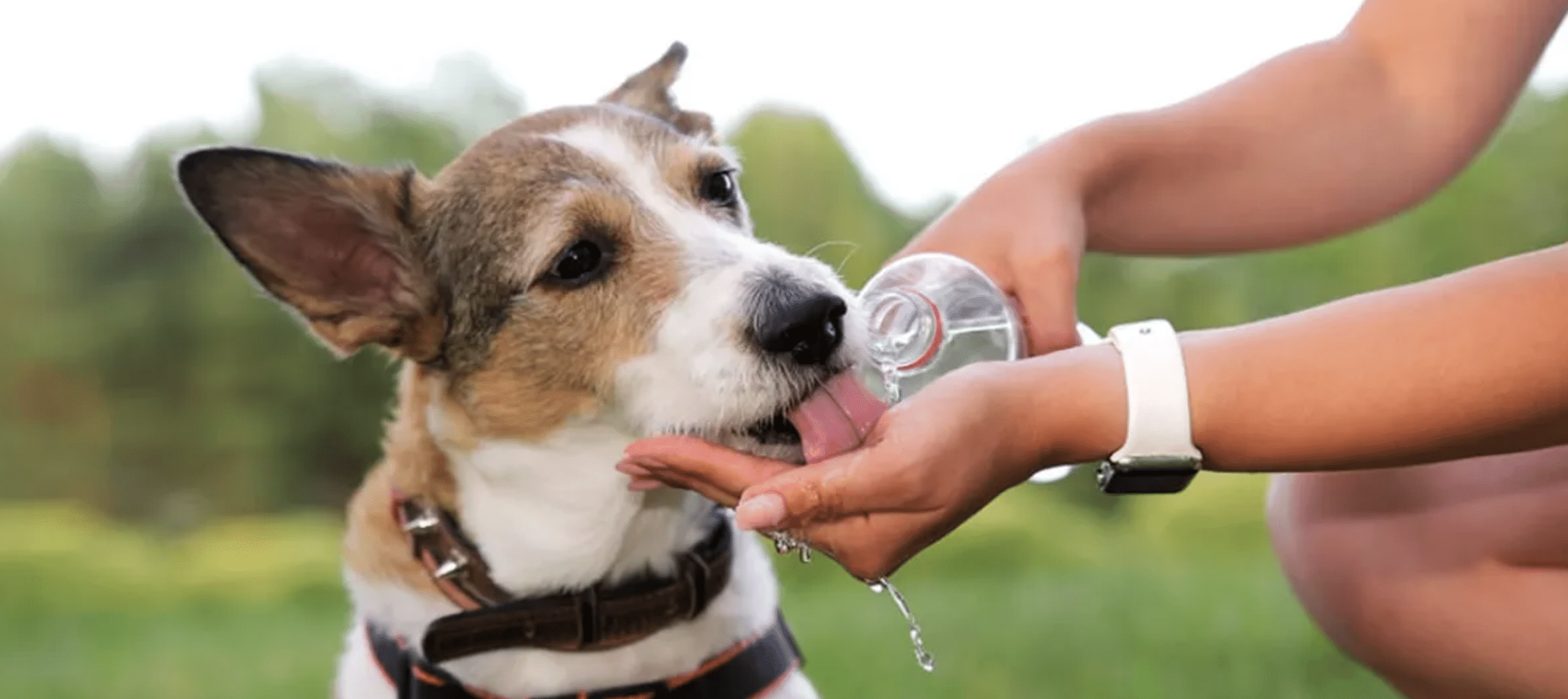 deshidratación perritos