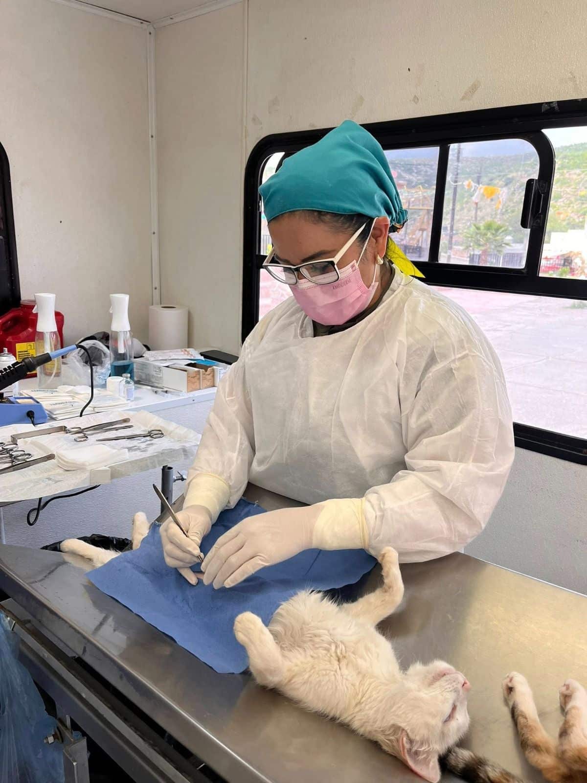 jornadas esterilizantes perritos
