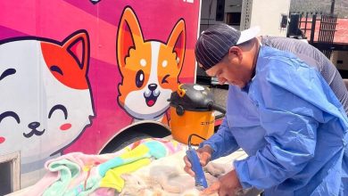jornadas esterilizantes perritos