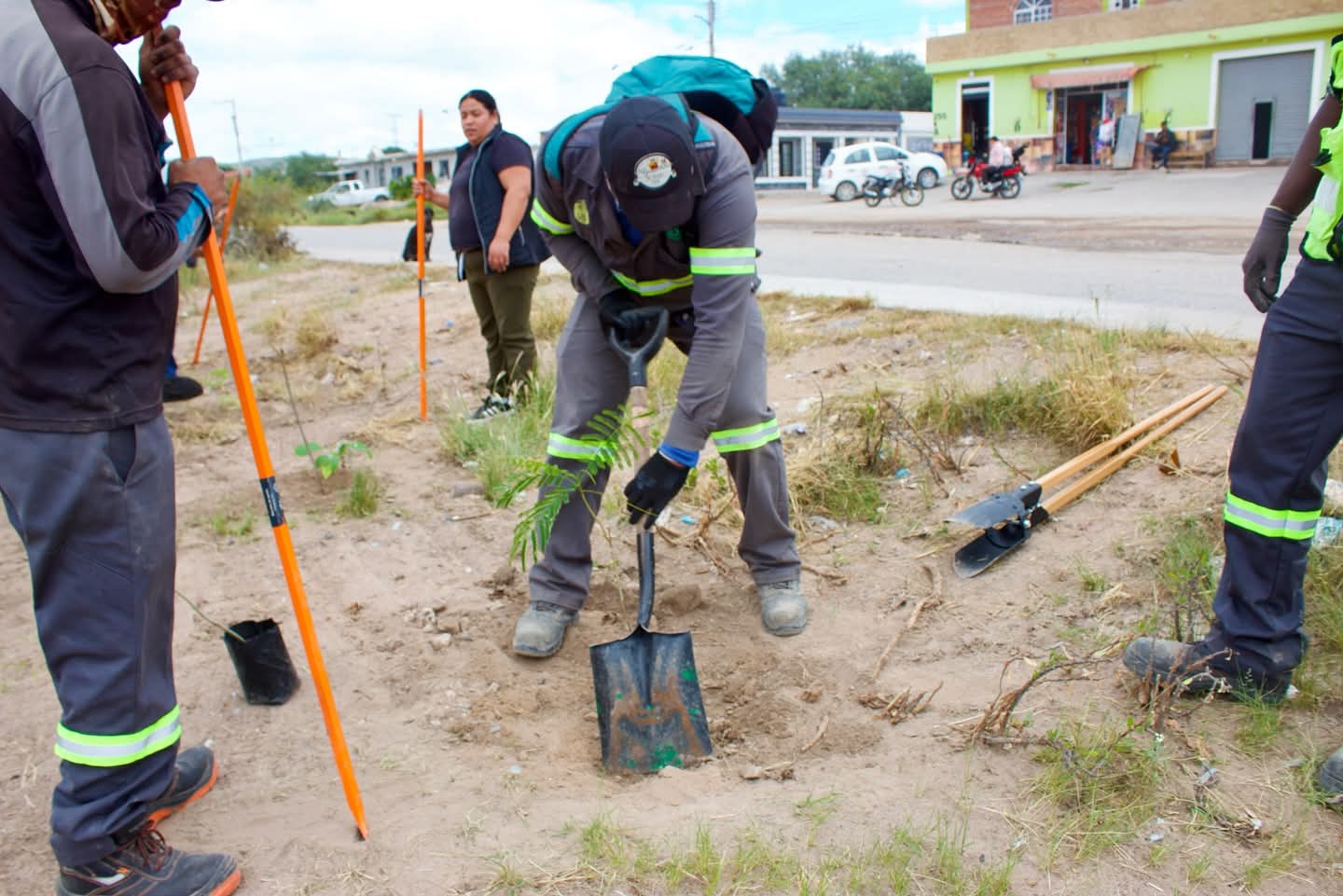 reforestacion jassos pozos