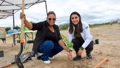 reforestacion jassos pozos