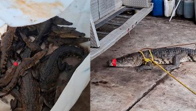 "Juanchos" invaden Tamaulipas tras intensas lluvias