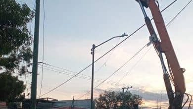 los reyitos