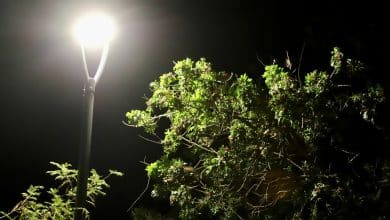 luminaria carranza slp