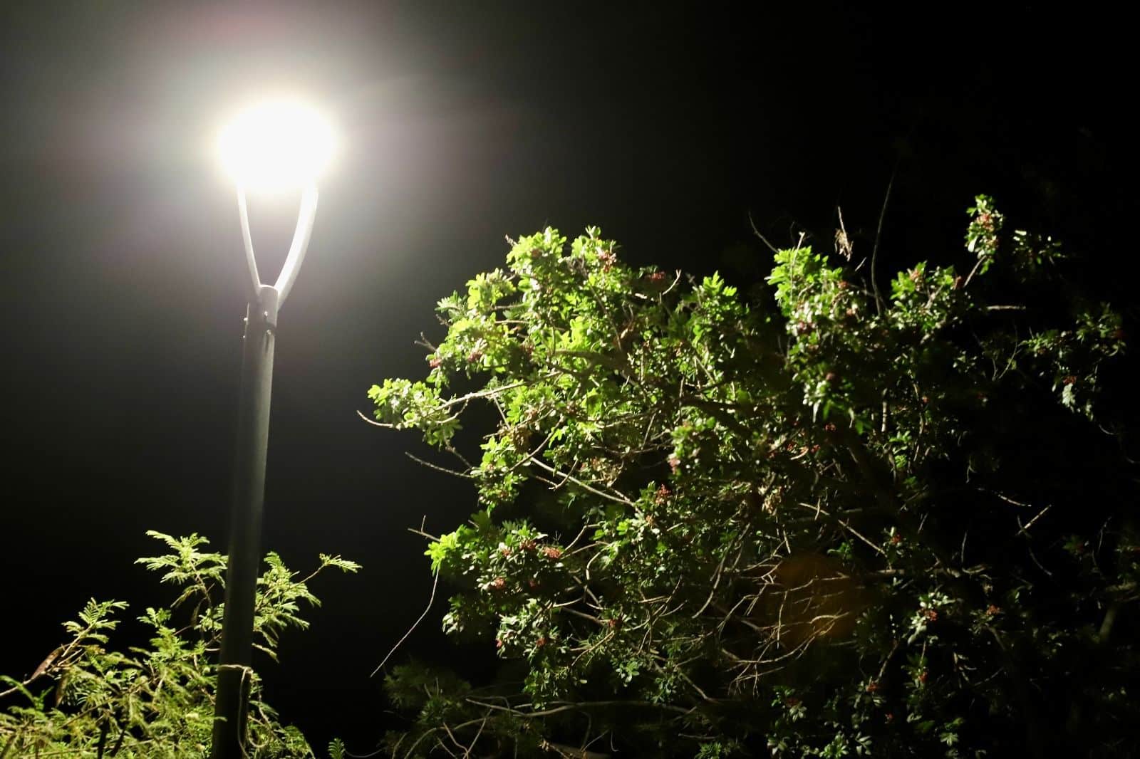 luminaria carranza slp