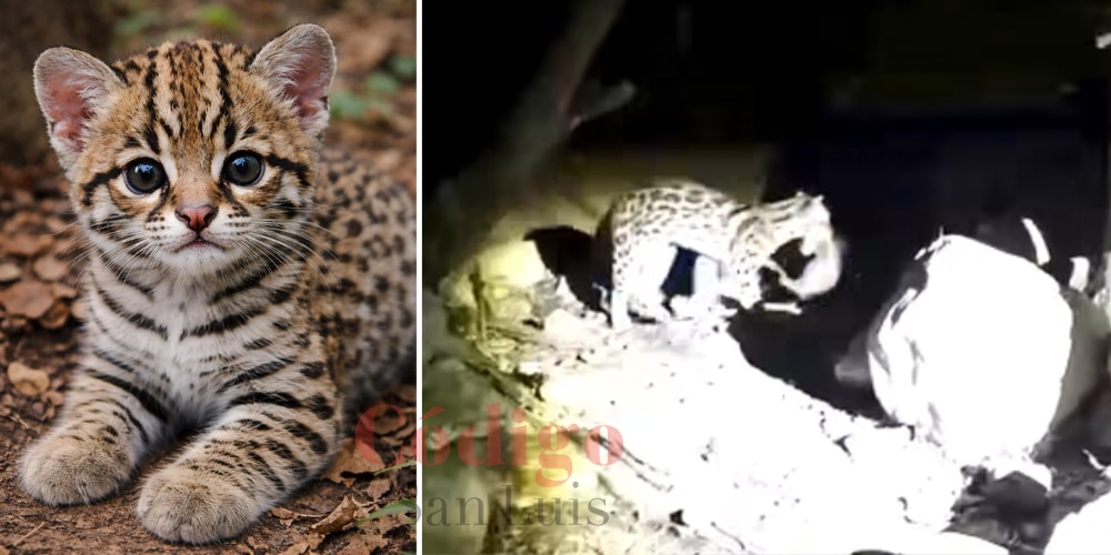 margay selva teenek