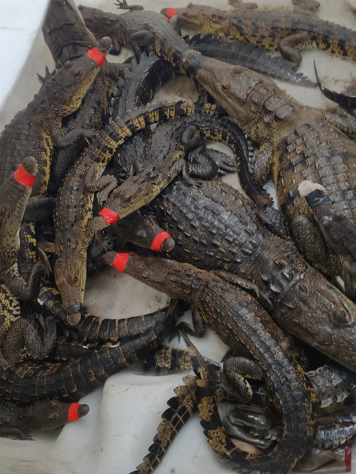 "Juanchos" invaden Tamaulipas tras intensas lluvias
