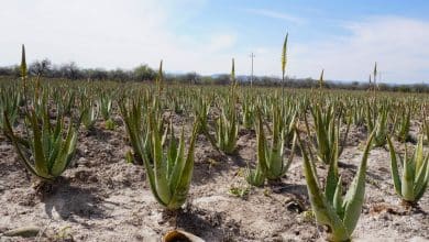 agricultura cultivo