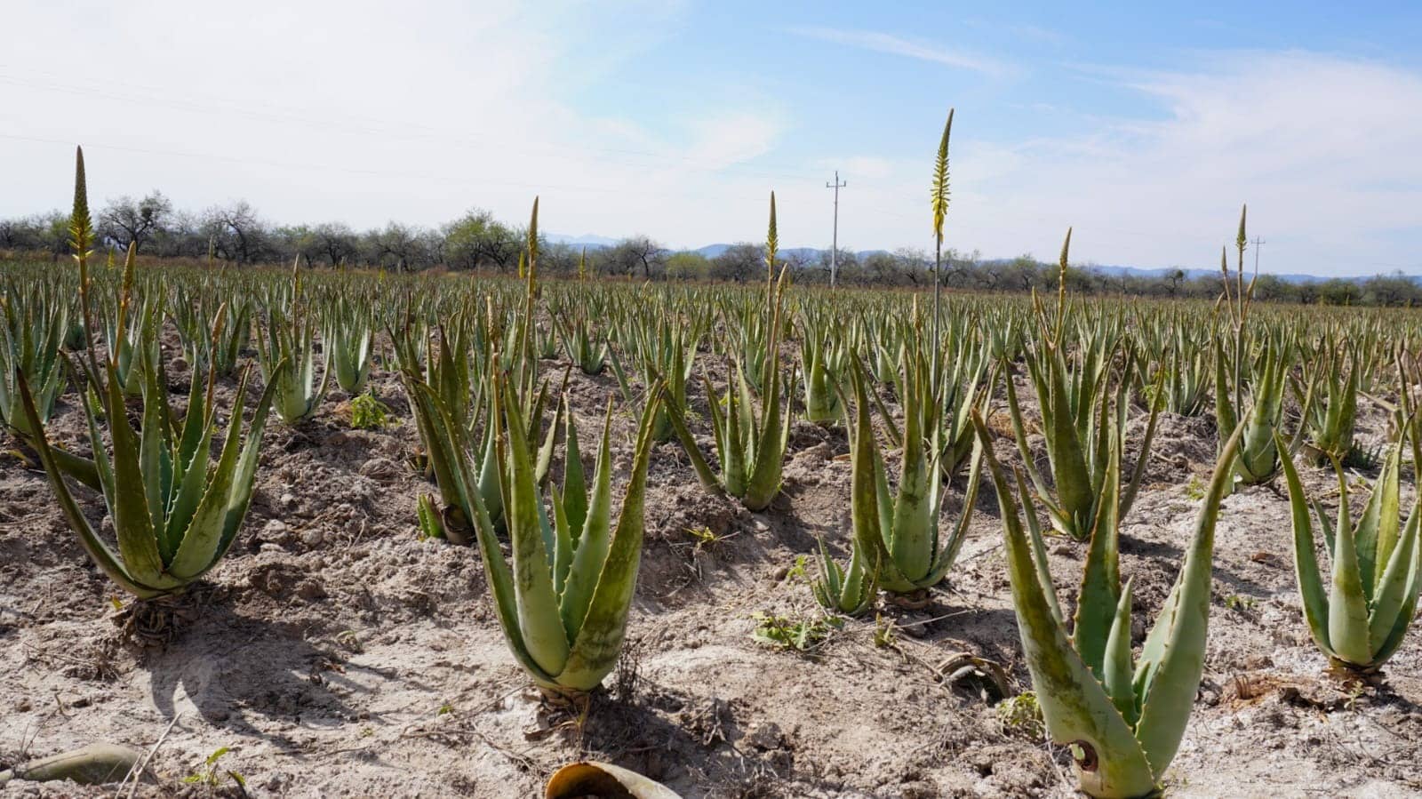 agricultura cultivo