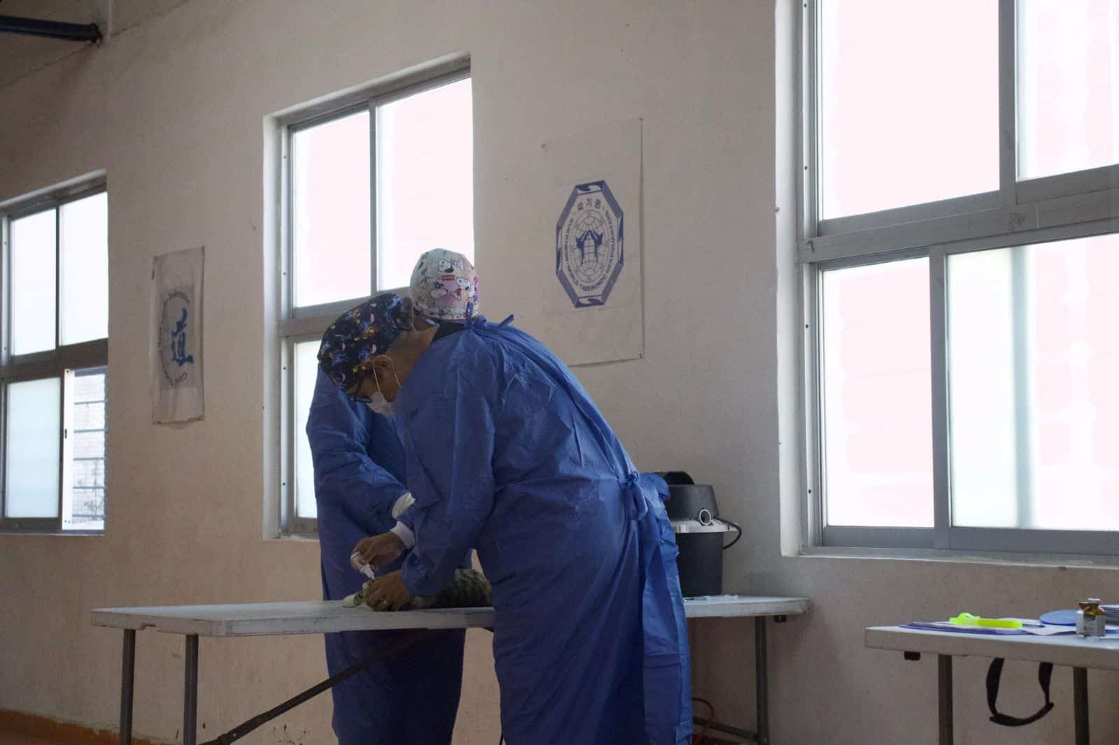animal esterilizacion la pila