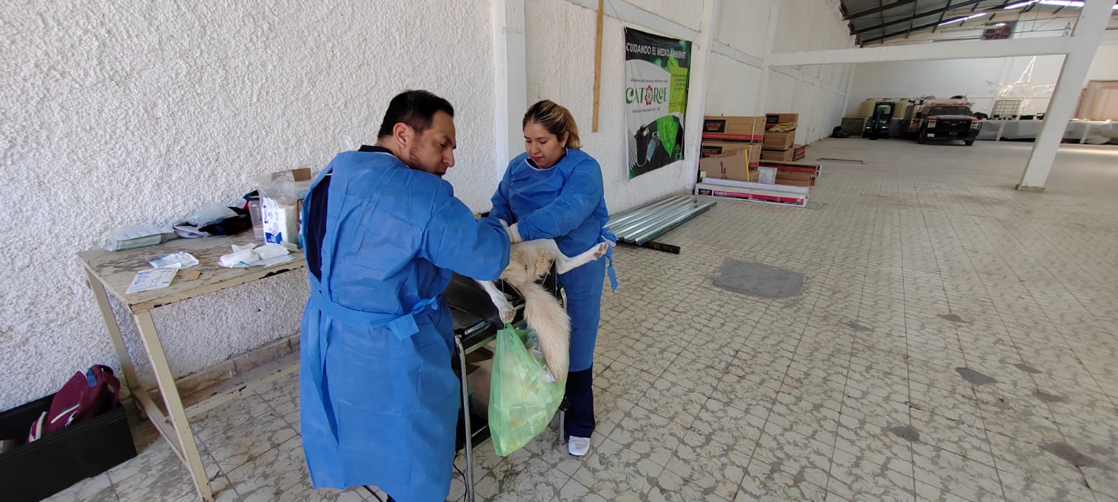 salud vida sana bienestar animal
