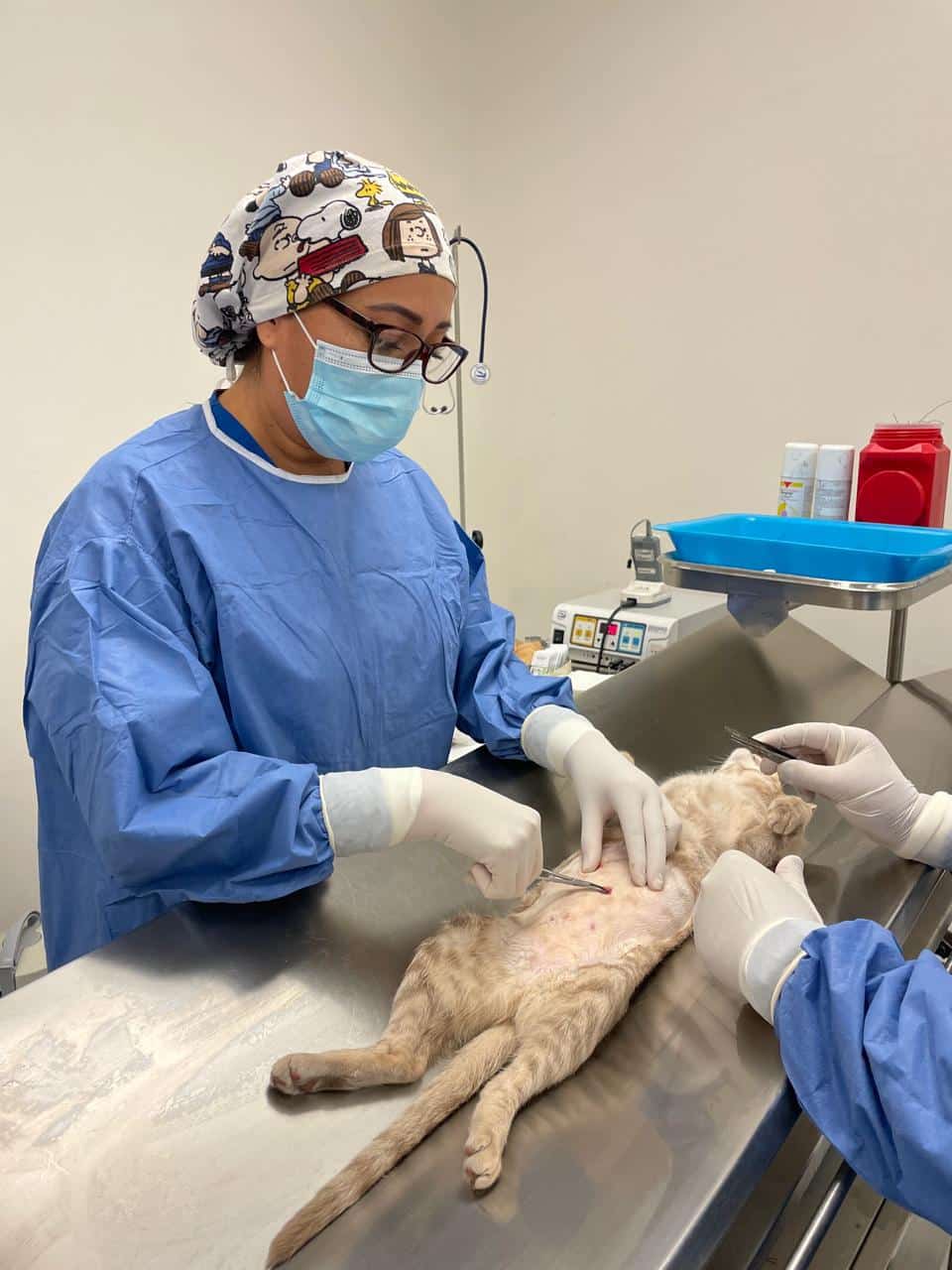 salud vida sana bienestar animal