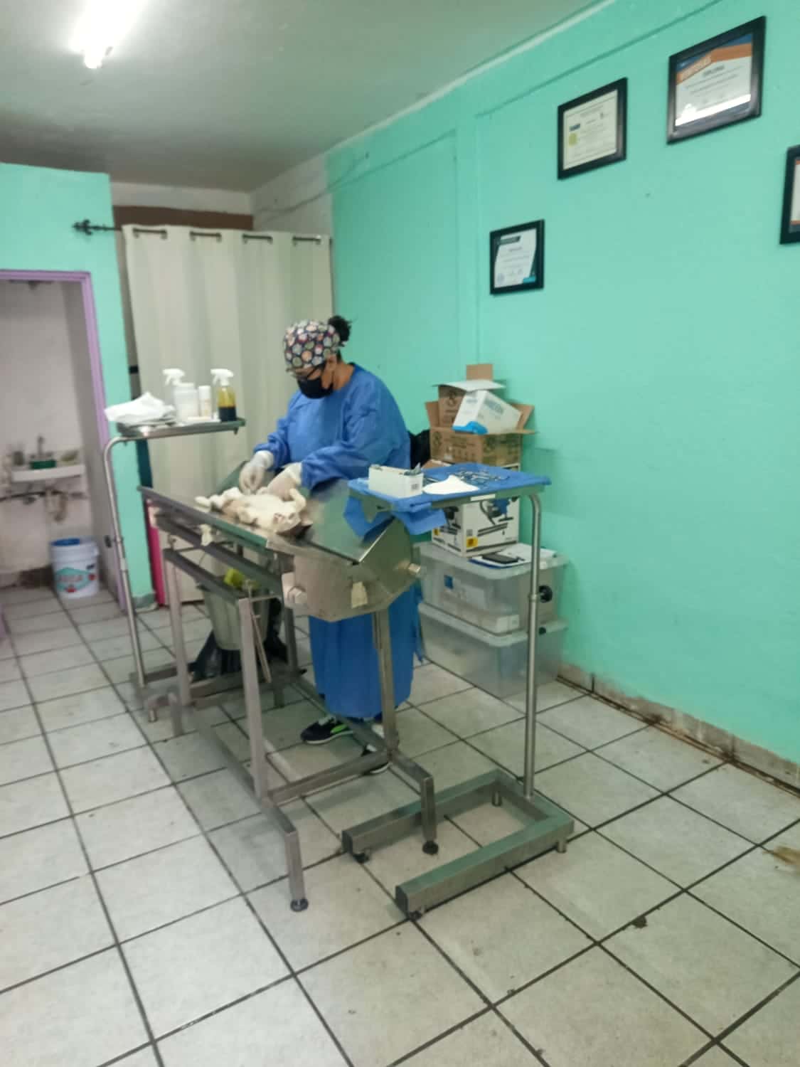 salud vida sana bienestar animal