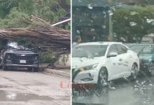 caída árbol frente frío ciudad valles