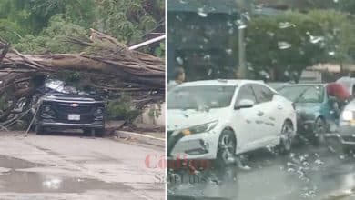 caída árbol frente frío ciudad valles