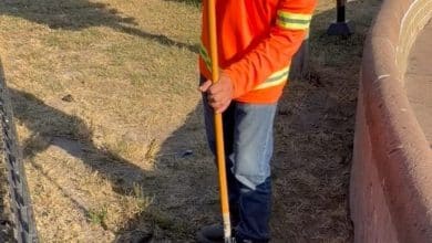 calzada de guadalupe