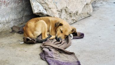 Los mejores disfraces mexicanos para tu mascota - Código San Luis -  Periódico en línea