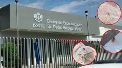 chinches issste