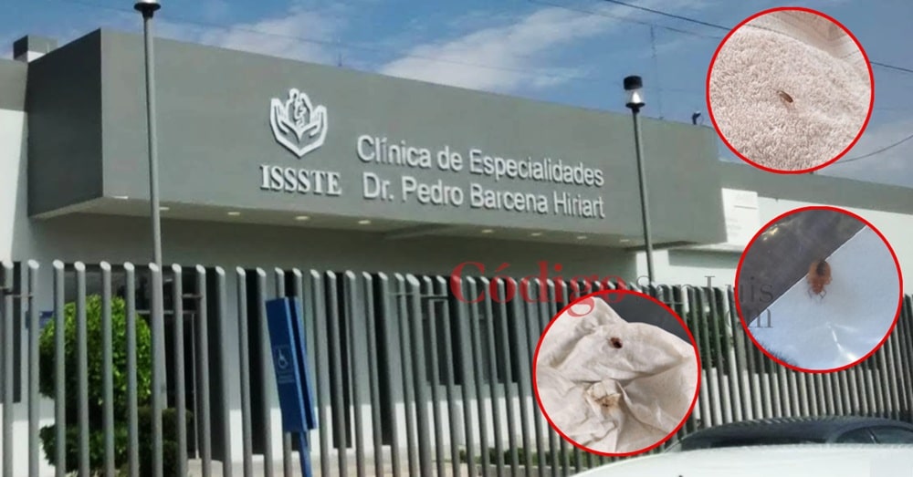 chinches issste