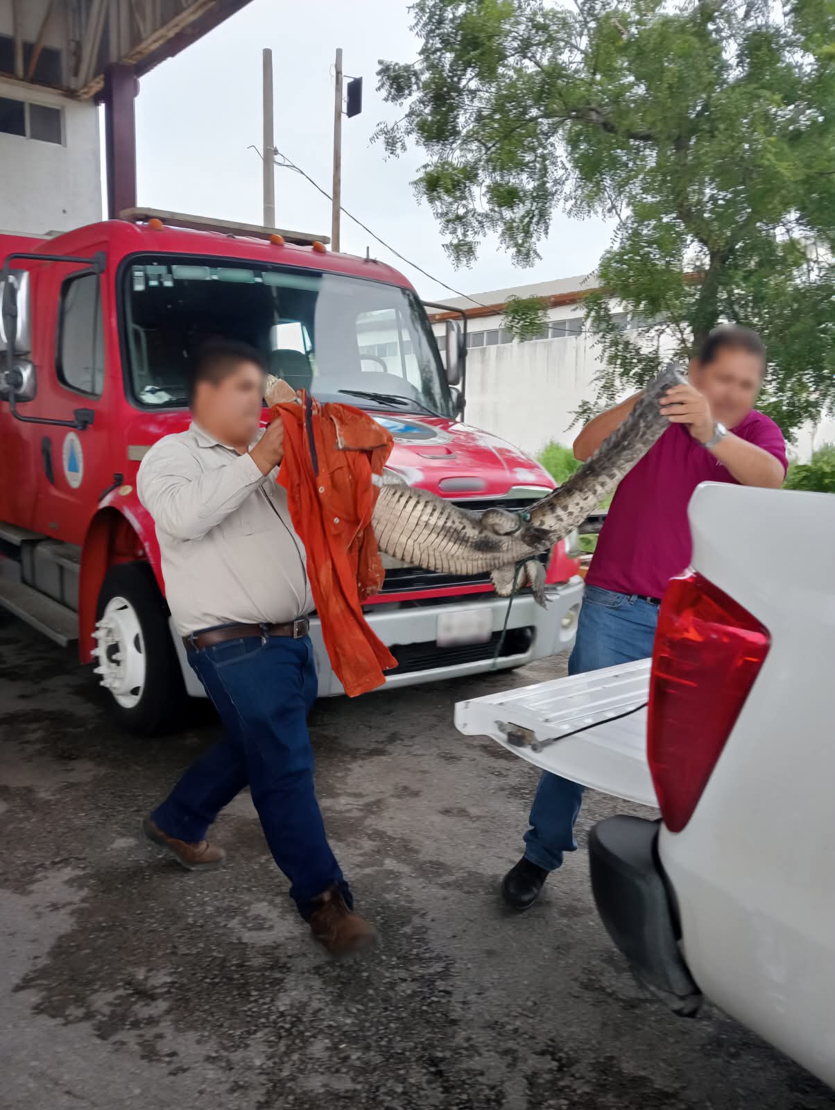 "Juanchos" invaden Tamaulipas tras intensas lluvias