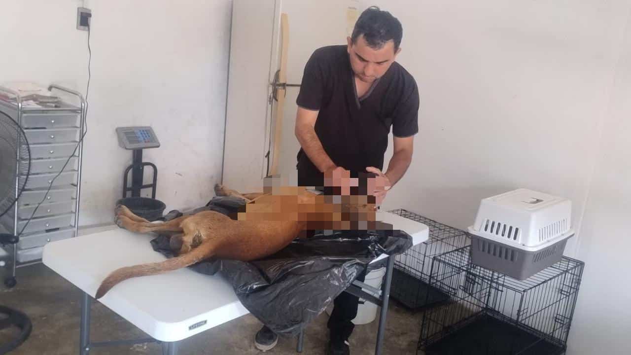 envenenaron perritos en Tamuín