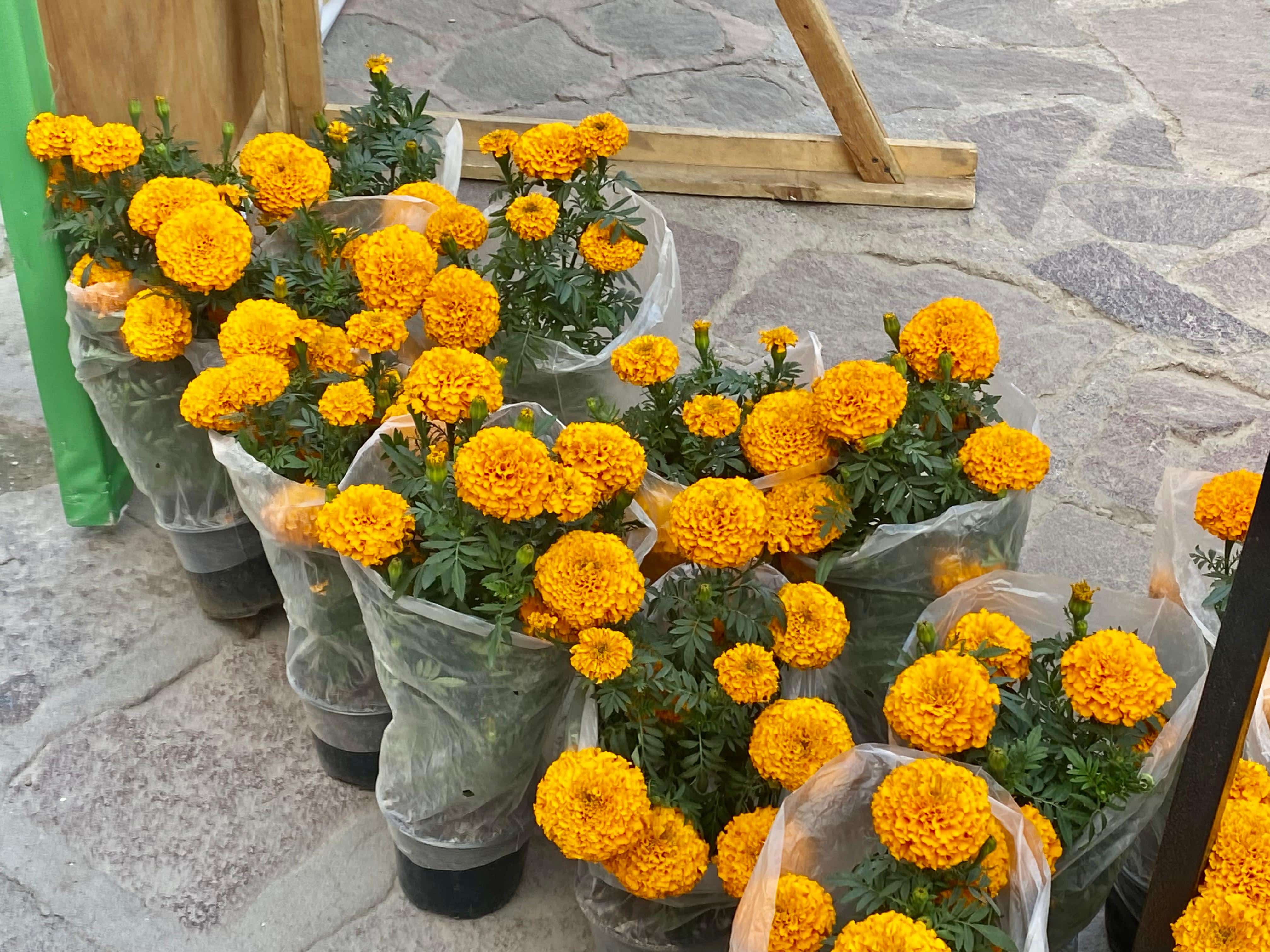 expo día de muertos villa de pozos