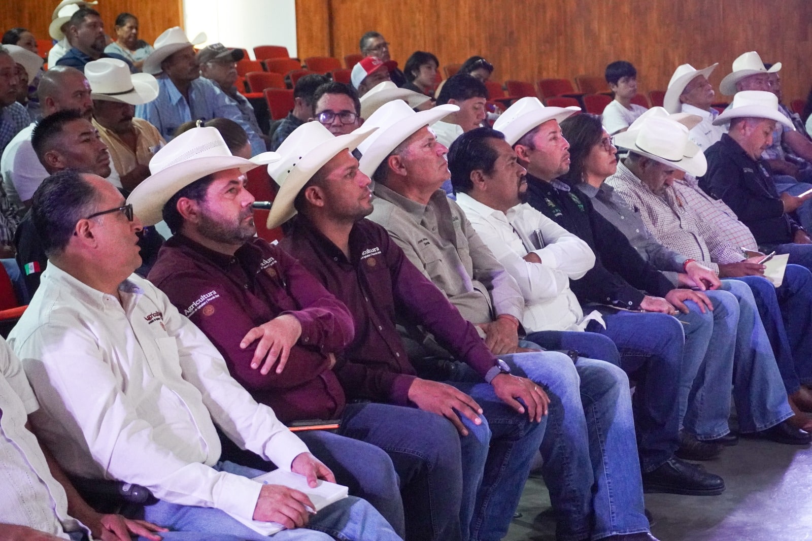 gusano barrenador sedarh