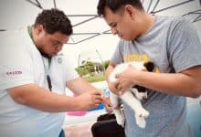 jornada vacunación antirrábica villa de pozos