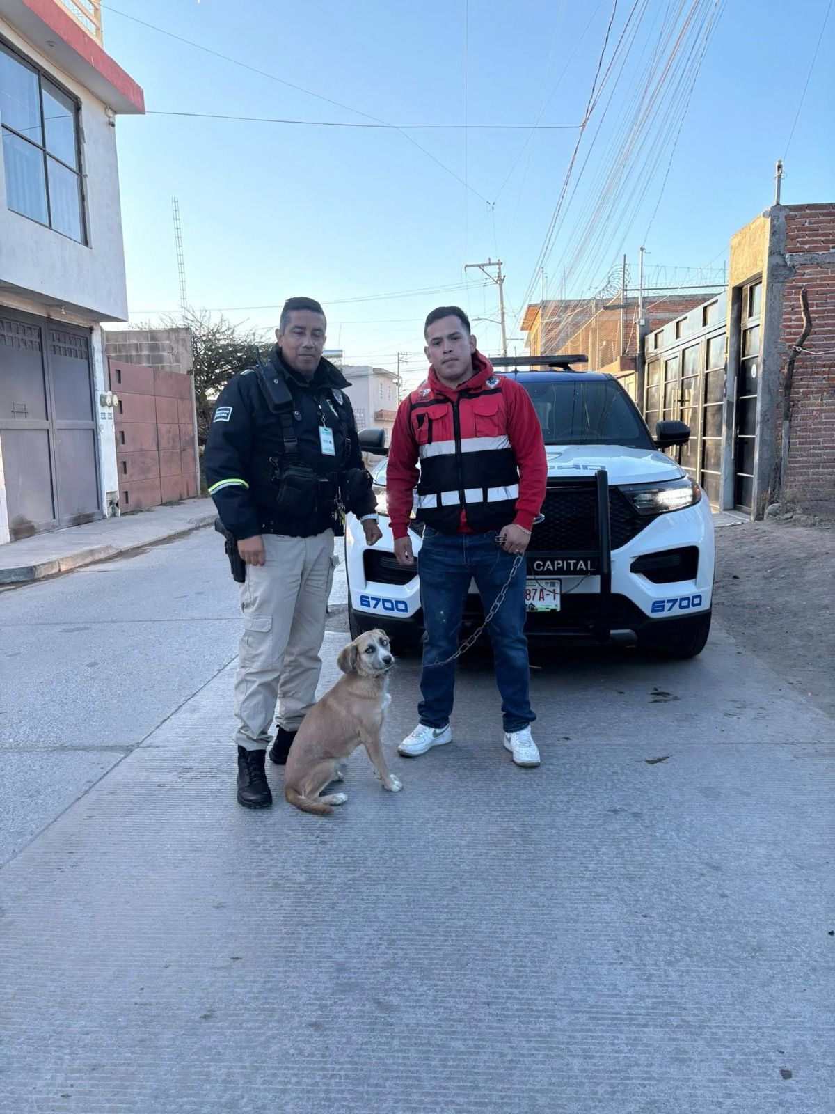 maltrato animal la hacienda gobierno municipal slp