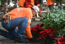 nochebuenas gobierno municipal slp