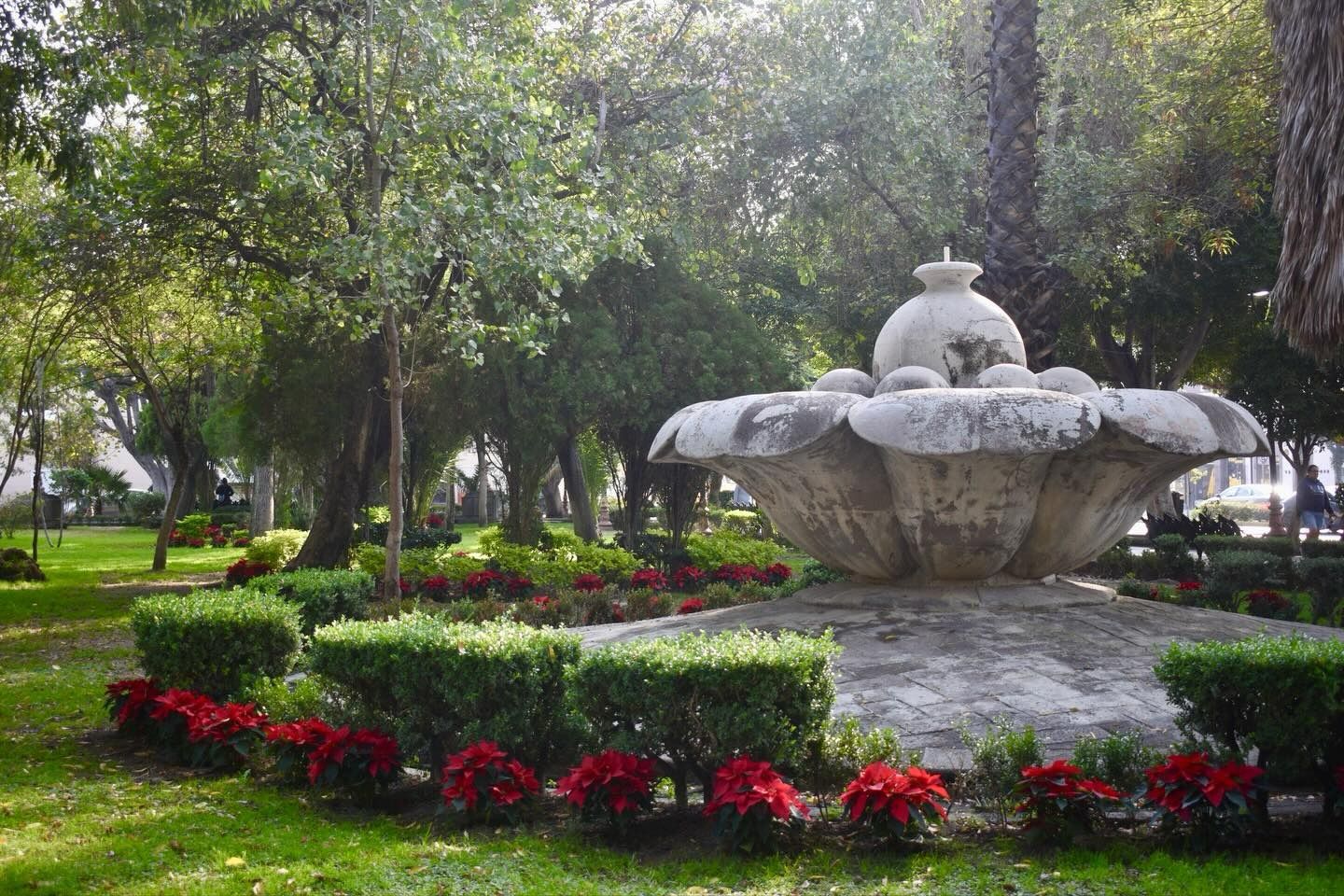 nochebuenas gobierno municipal slp