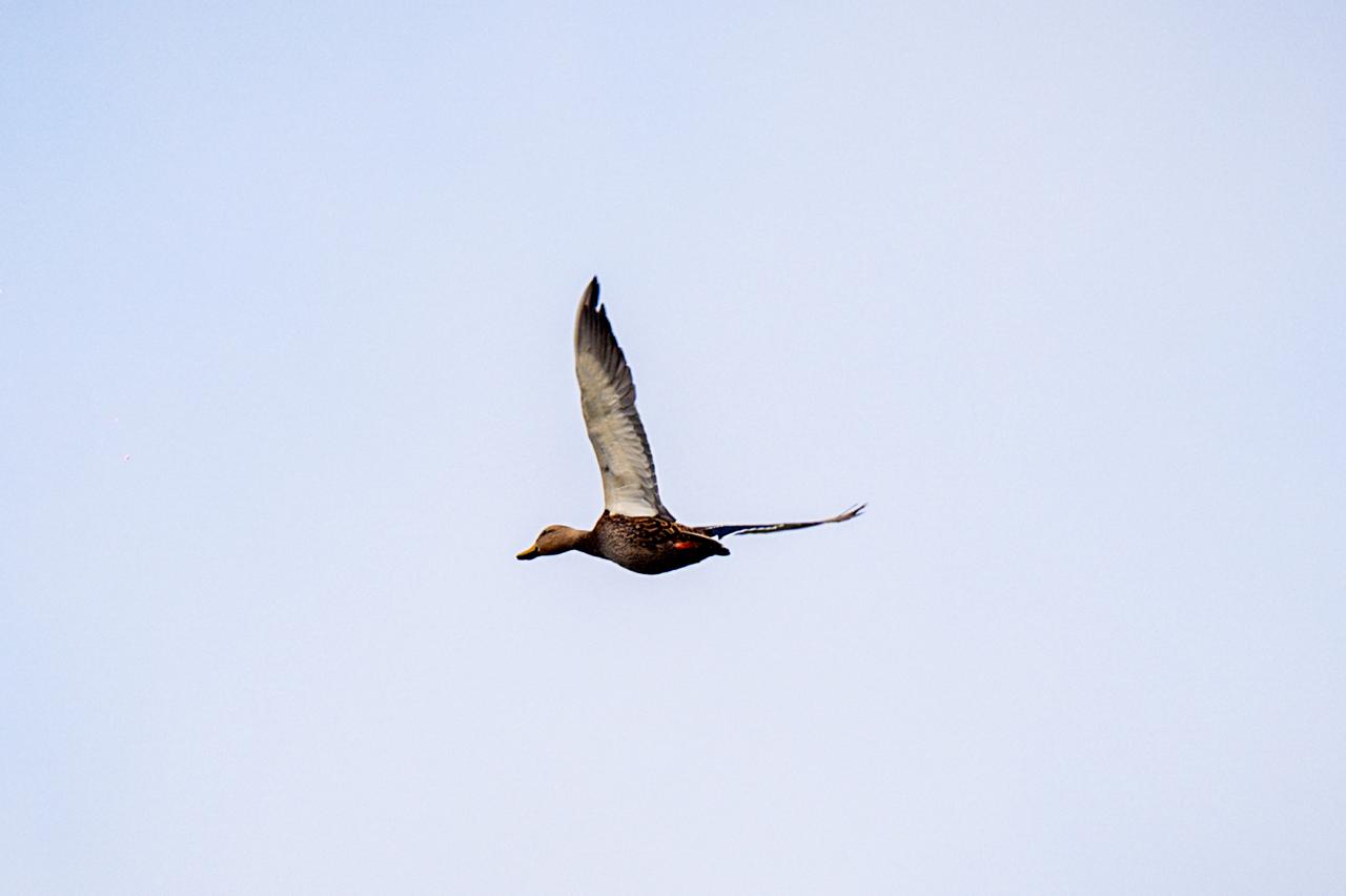 parque tangamanga 1 aves gobierno del estado