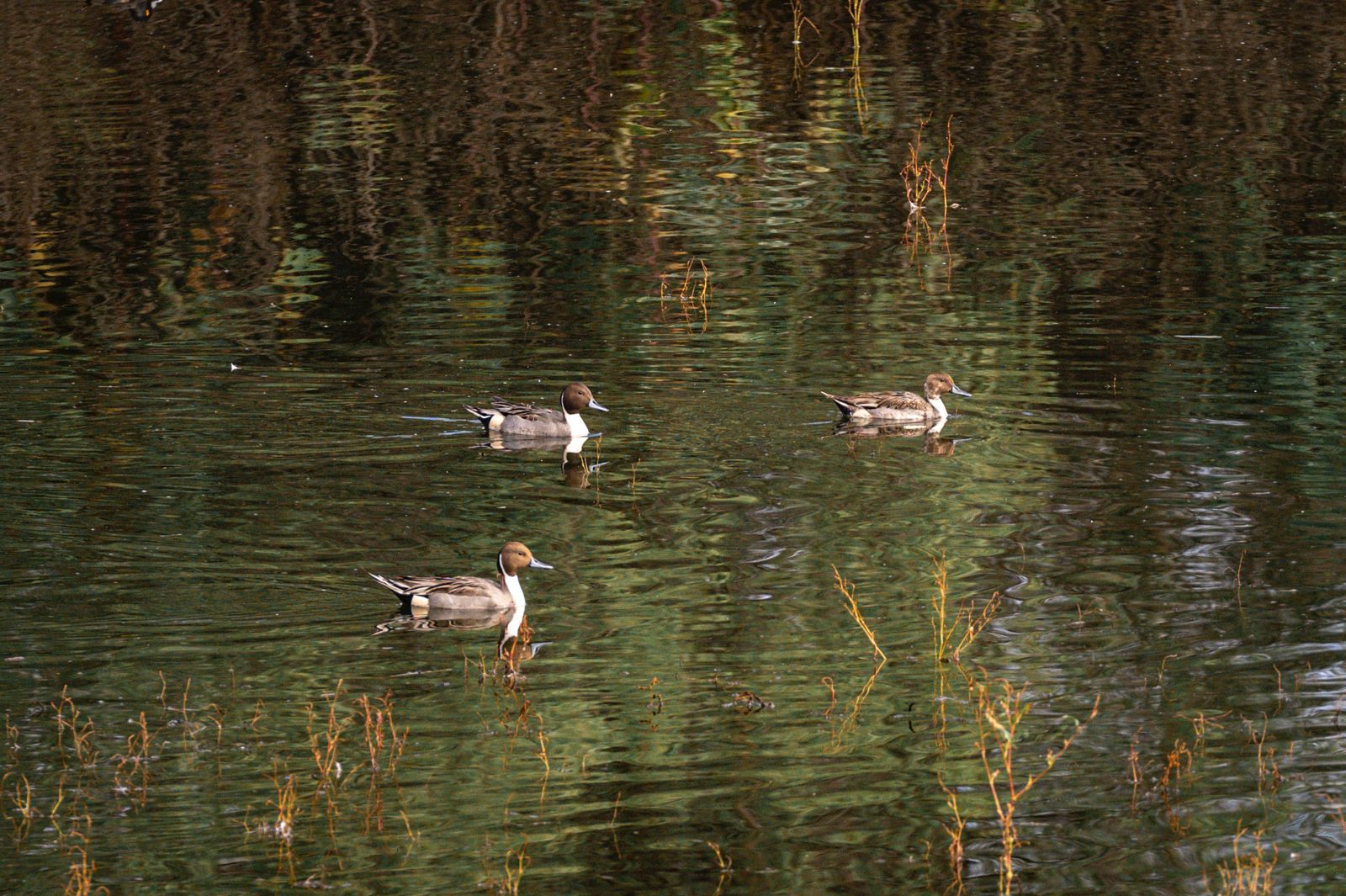 parque tangamanga 1 aves gobierno del estado