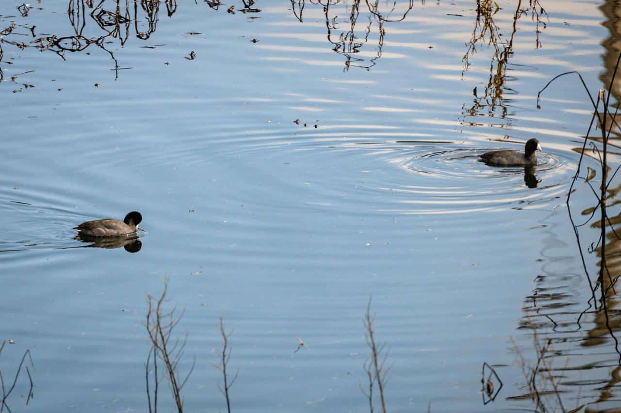 parque tangamanga 1 aves gobierno del estado