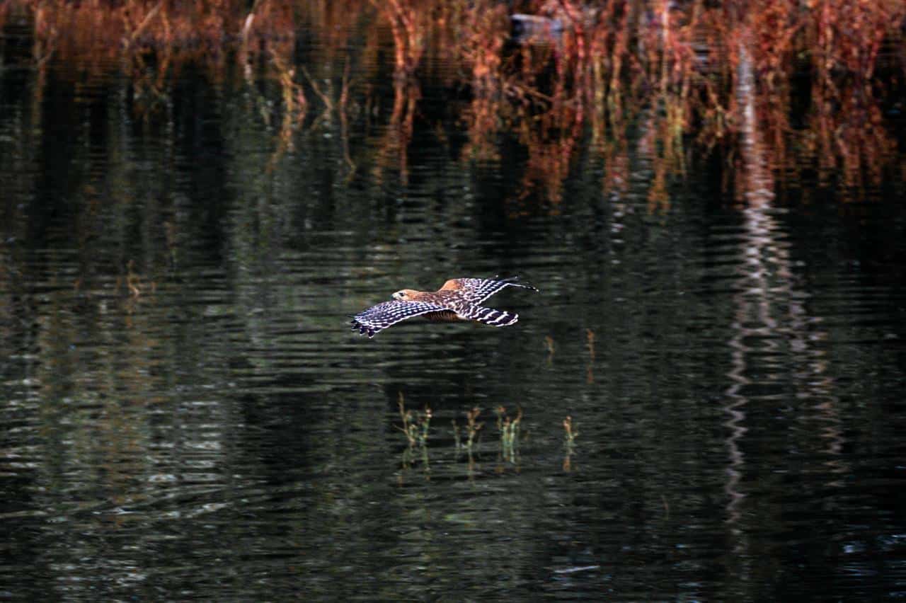 parque tangamanga 1 aves gobierno del estado