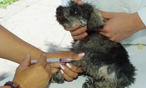 rabia perros gobierno del estado