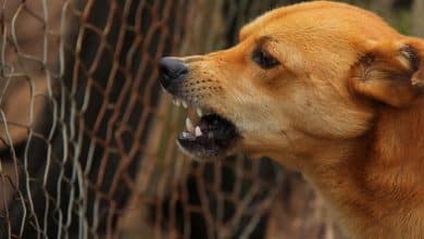 rabia perros gobierno del estado
