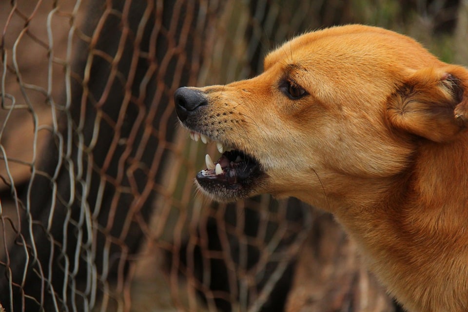rabia perros gobierno del estado