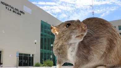 ratas hospital del niño y la mujer