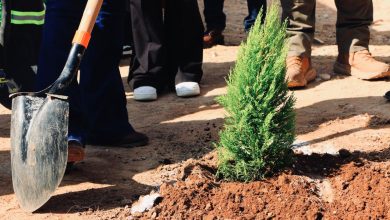 reforestación villa de pozos