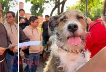 san francisco asís bendición mascotas